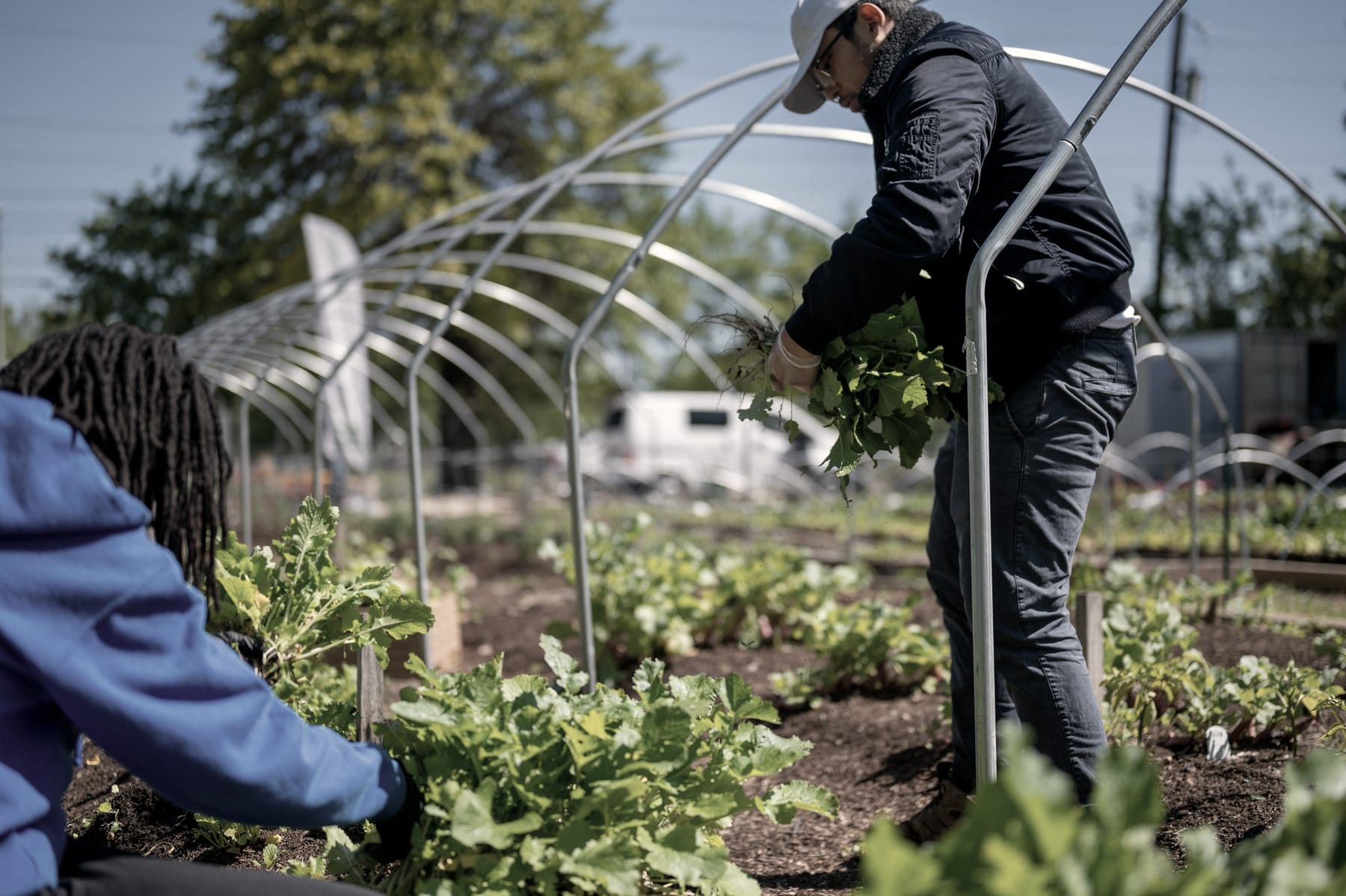 Two growers pick greens by a plastic tunnel
