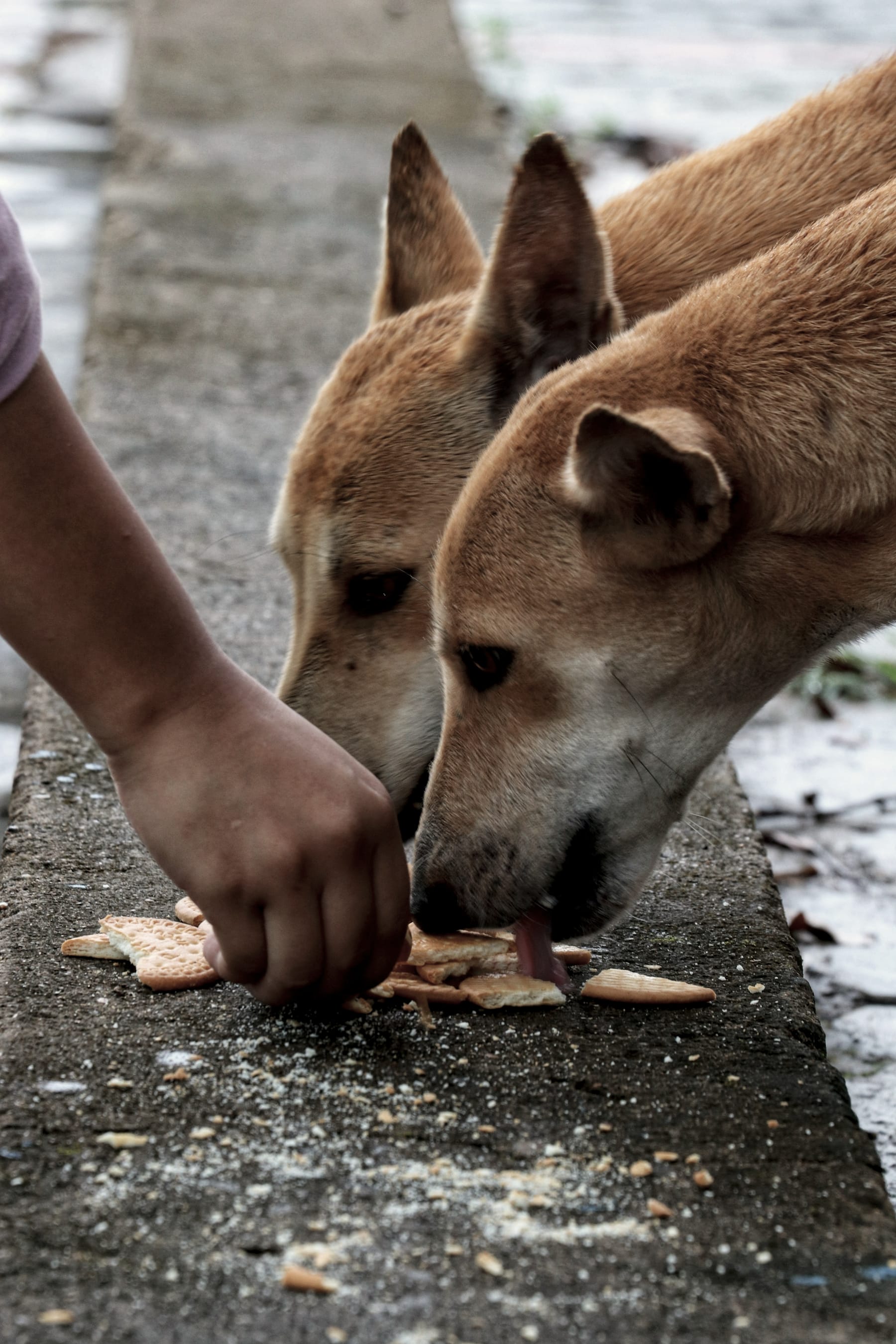 A hand scatters treats for two stray dogs